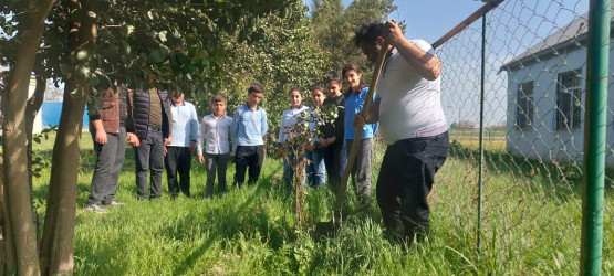 “Yaşıl dünya naminə həmrəylik ili”çərçivəsində ağacəkmə aksiyası təşkil olunub