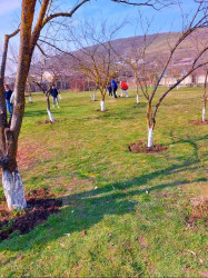 “Yaşıl dünya naminə həmrəylik ili”çərçivəsində ağacəkmə aksiyası təşkil olunub